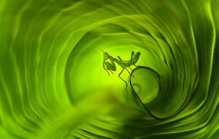 L’amante religieuse se met au vert - 8