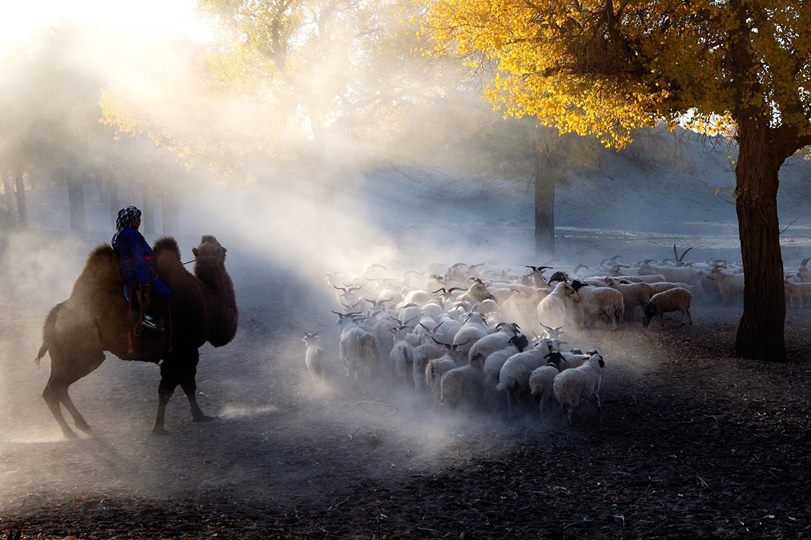 Le berger chameau