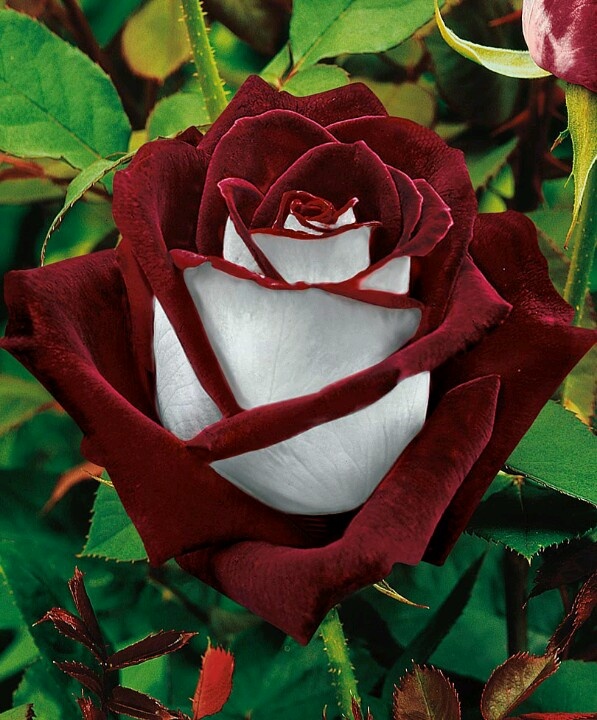 Rose Osiris