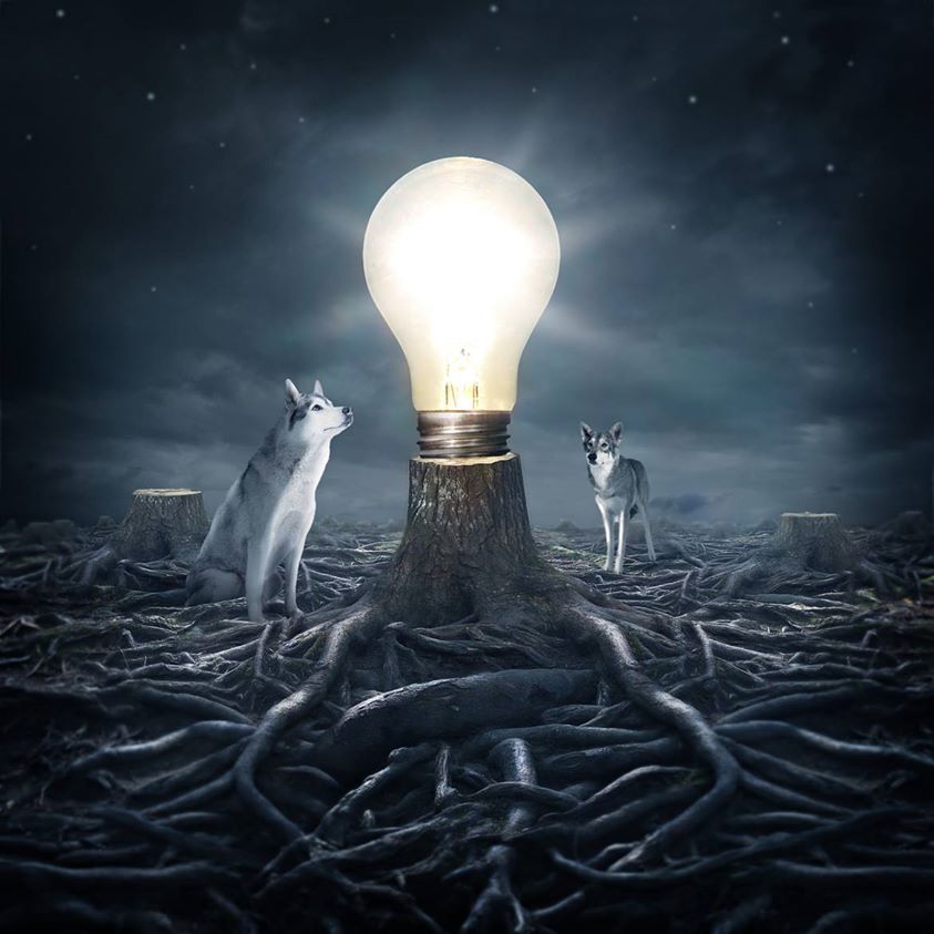 Entre chien et loup