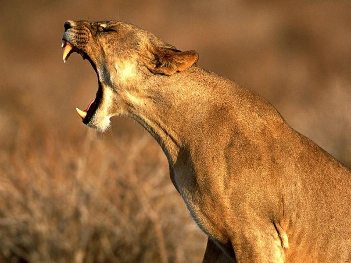 L’anniversaire de la lionne