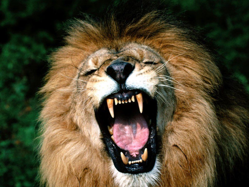L’anniversaire du lion