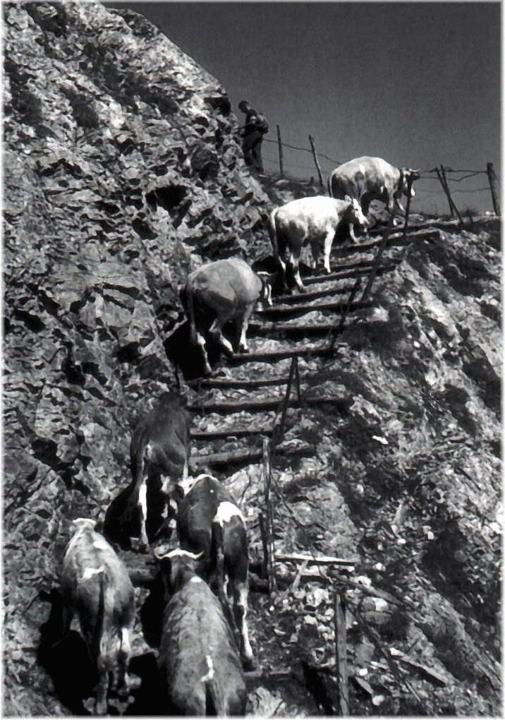 Les vaches à l’eau du Jura