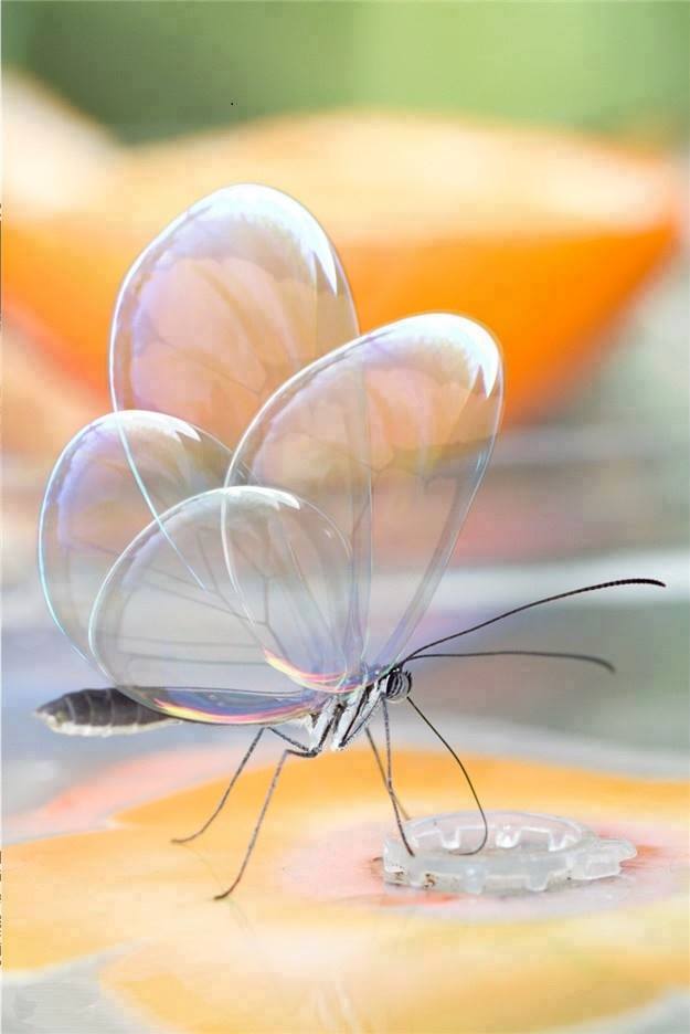Le papillon invisible