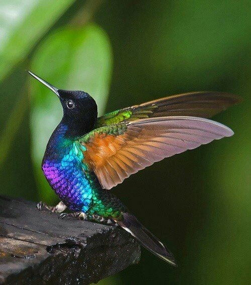 Mon petit oiseau renifleur