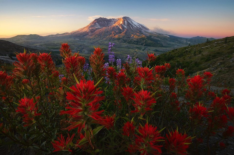 Les fleurs de la montagne