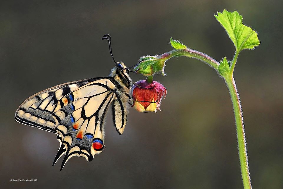 Le papillon d’été