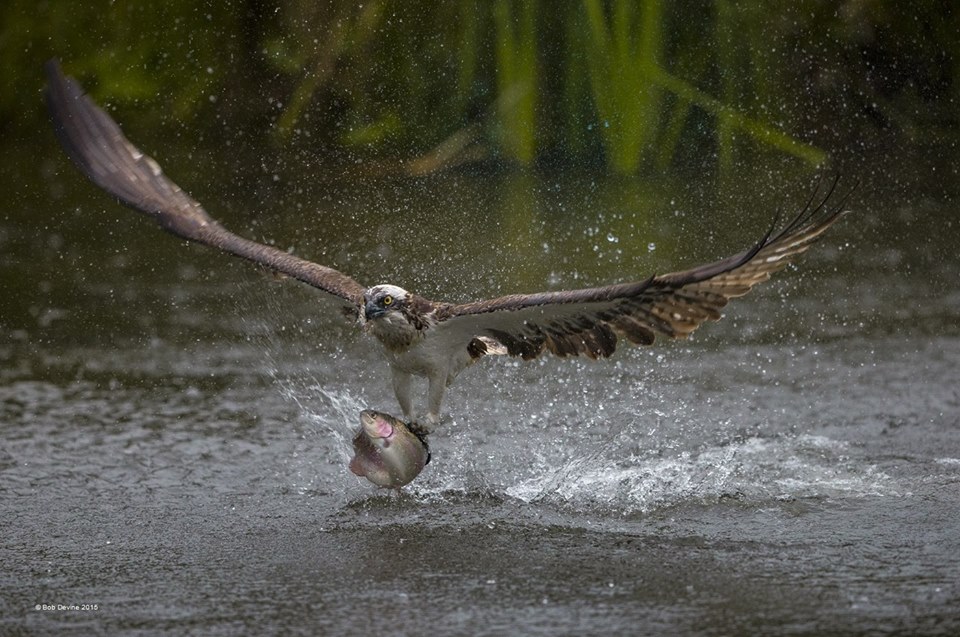 La pêche au vol