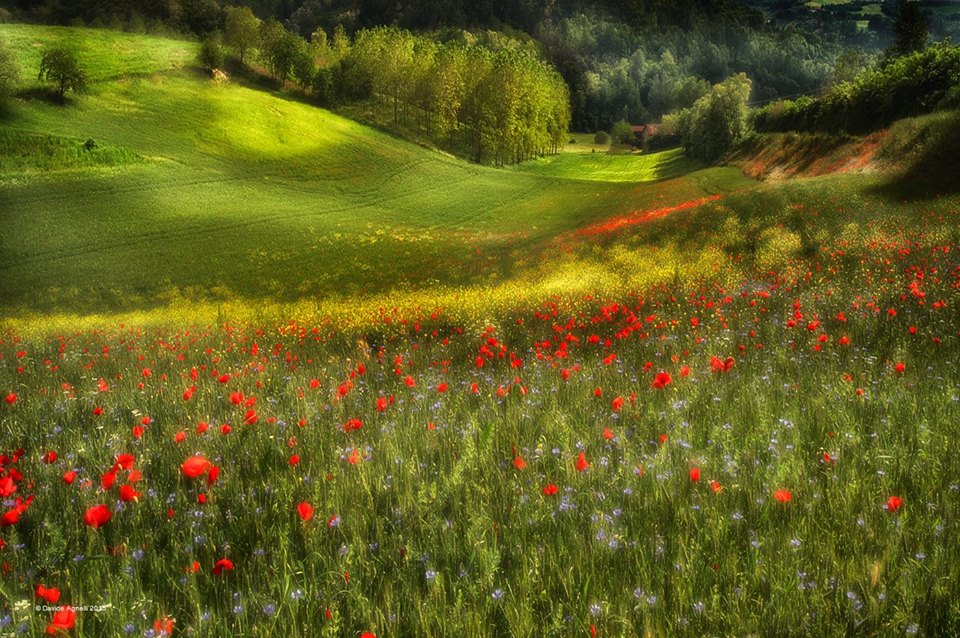 Mousse aux coquelicots