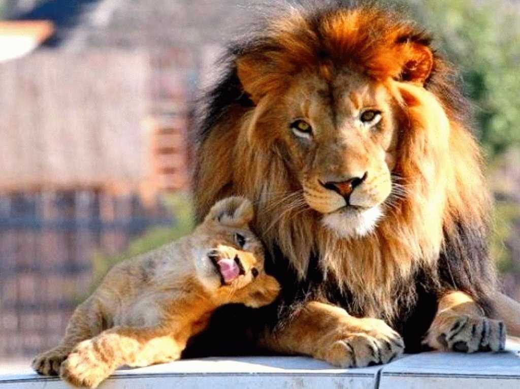Le roi lion est un papa