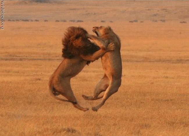 La danse du feu
