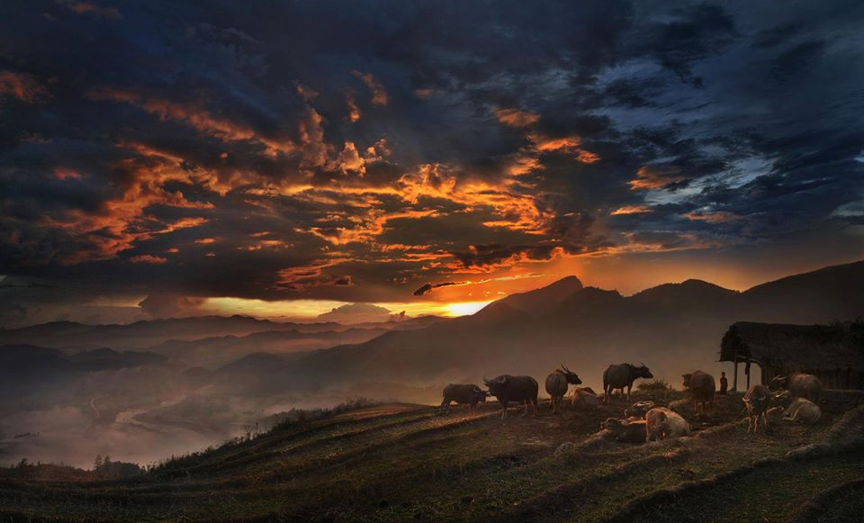 Pleins feux sur les vaches