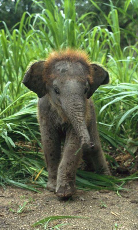 Un éléphant dans ma vie