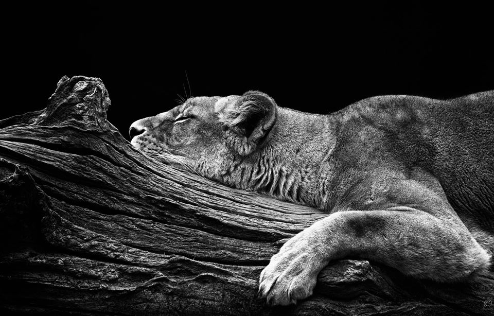 Marie-Lionne