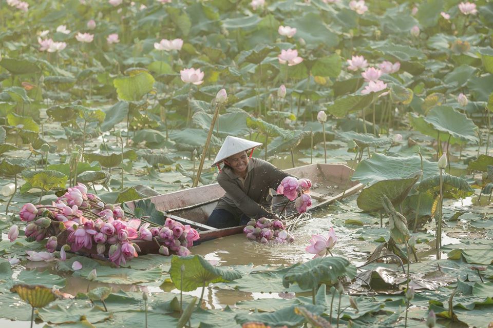 Fleurs de lotus