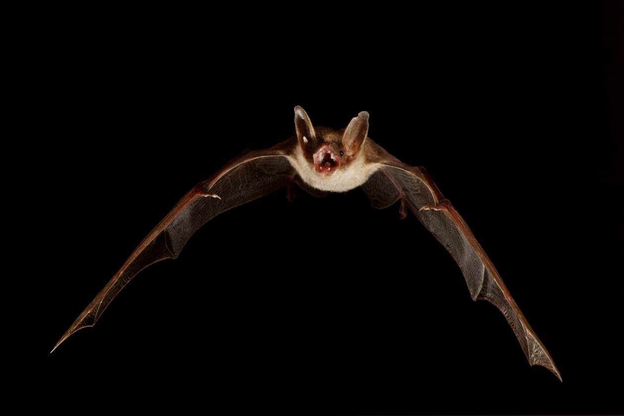 Chauve-souris