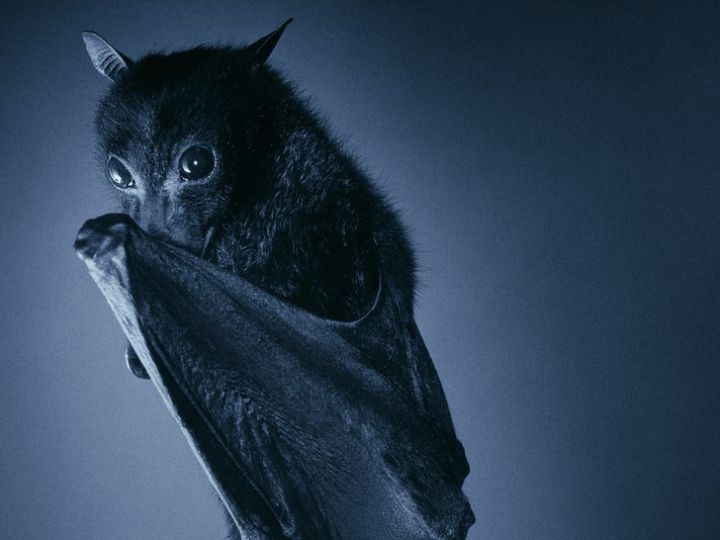Fledermaus
