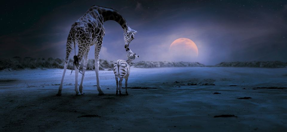 Entre girafe et zèbre