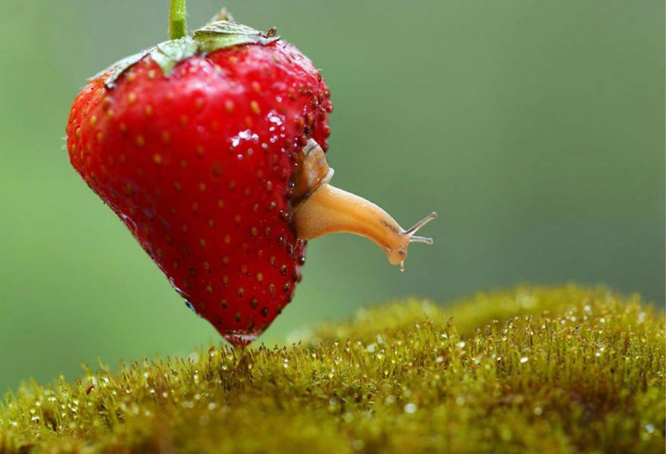 Je ramène ma fraise