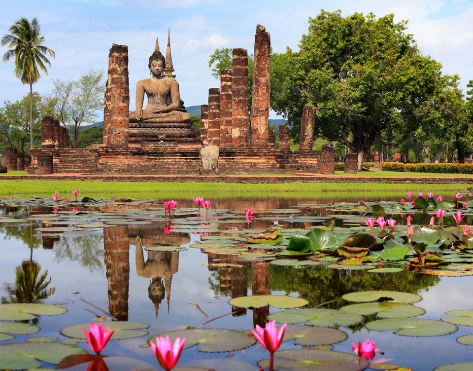 Les lotus de Bouddha