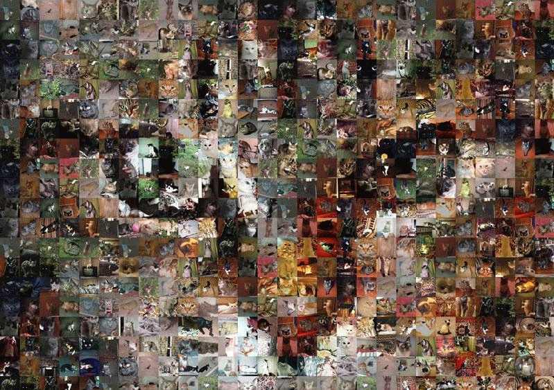 Le chat de l’ashram