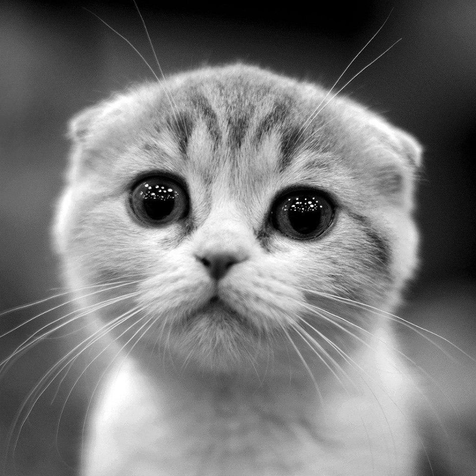 Le Chat adoucissant - 2