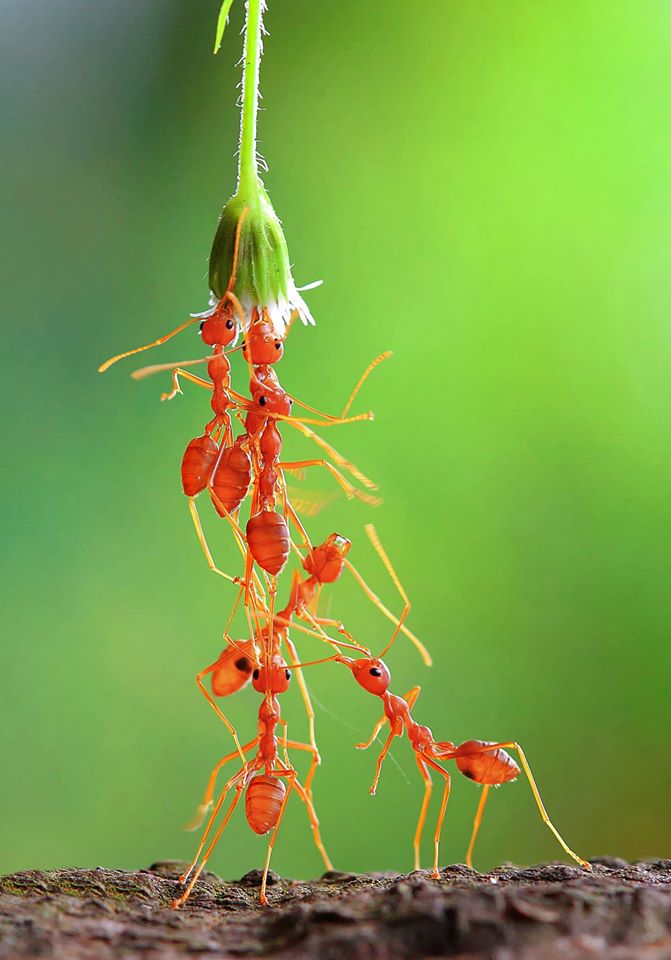 La chaîne des fourmis