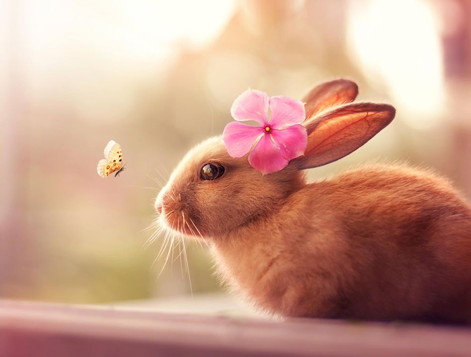 Lapine et papillon