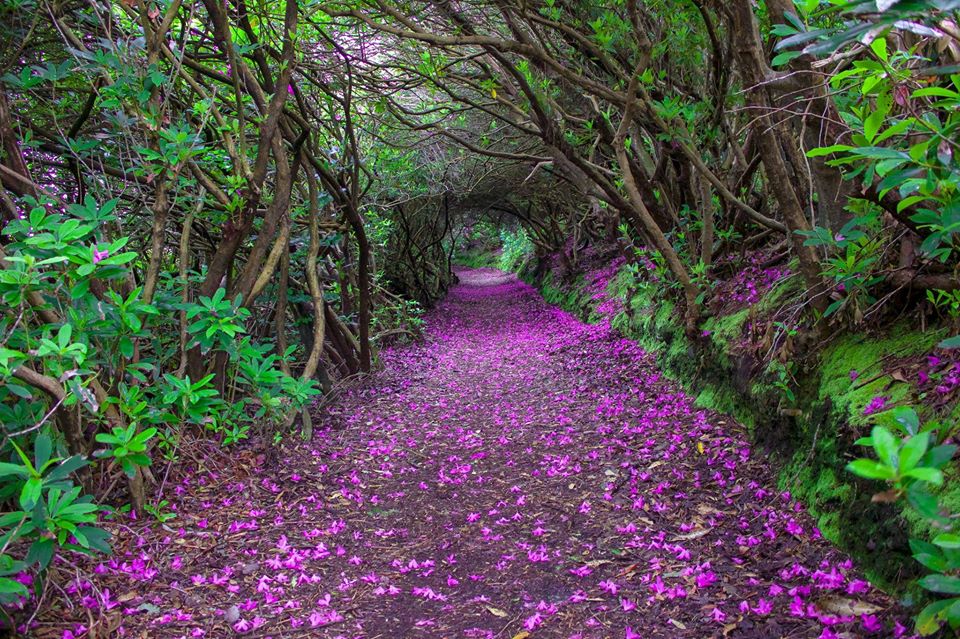 Et voguent les violettes