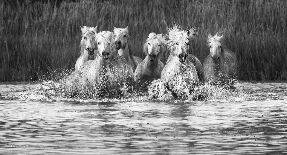 Les chevaux blancs