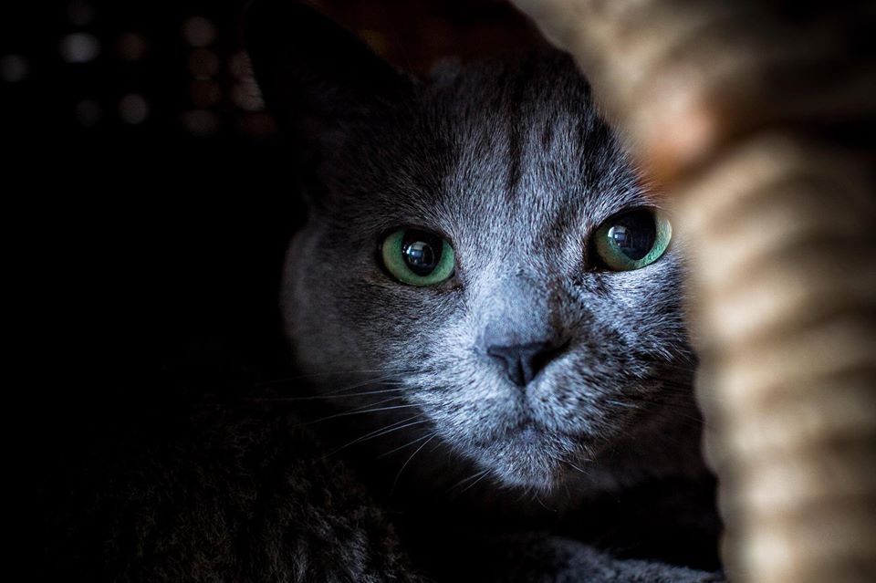Le chagrin bleu