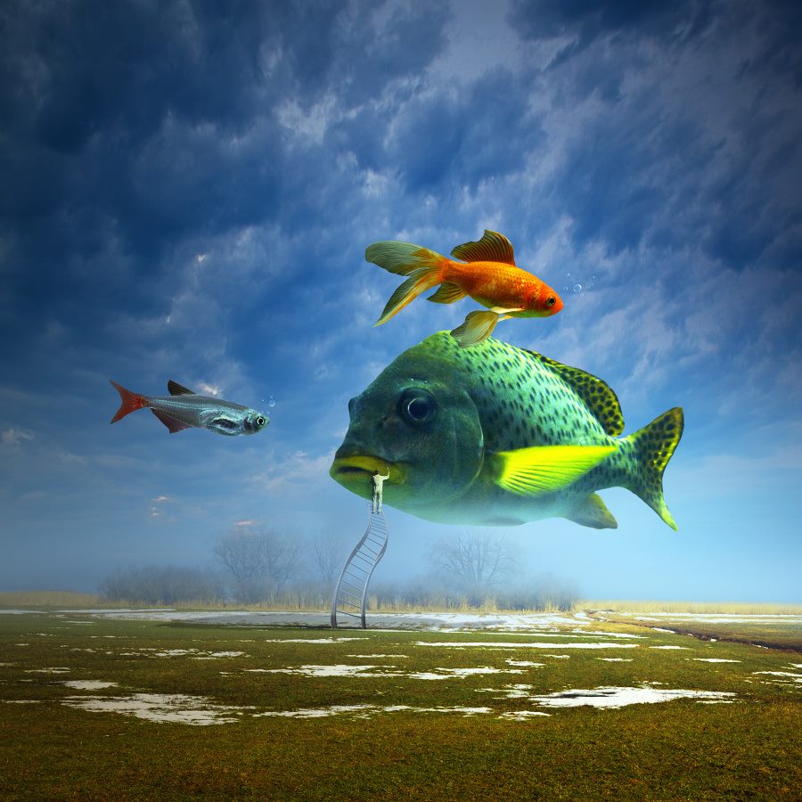 Poissons-volants-Service