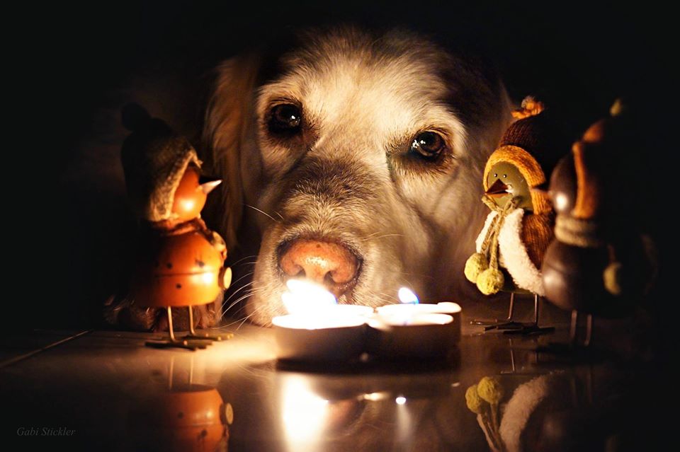 Chienne de vie