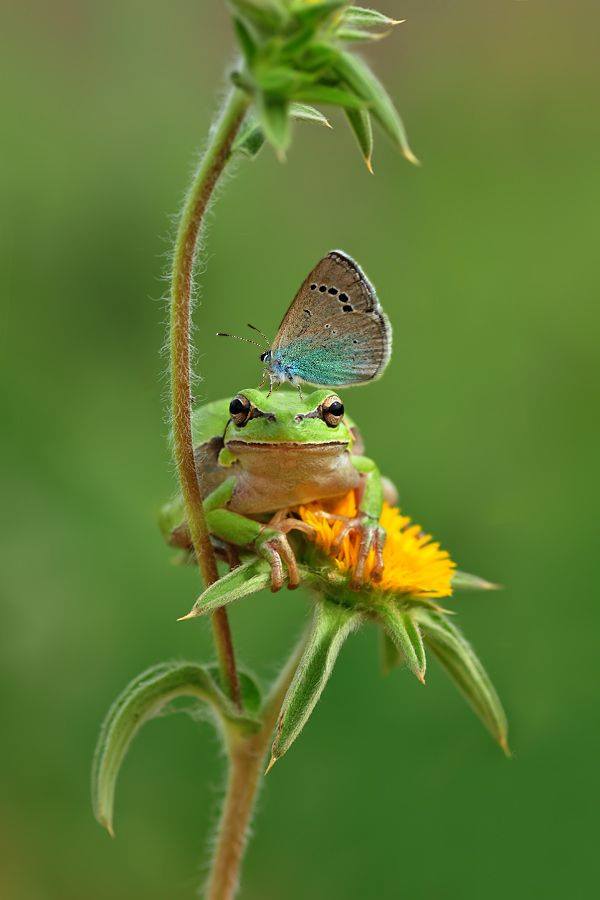 Dame Grenouille et Papillon