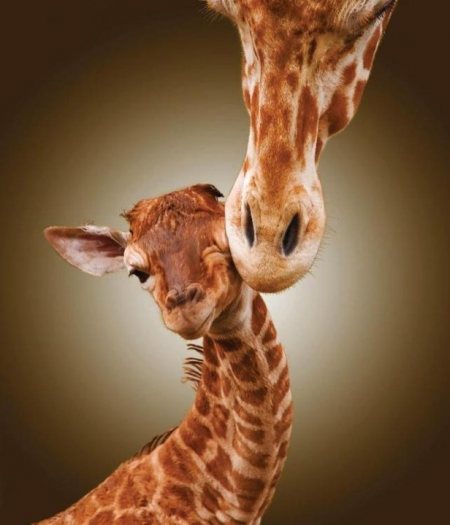 Le girafon