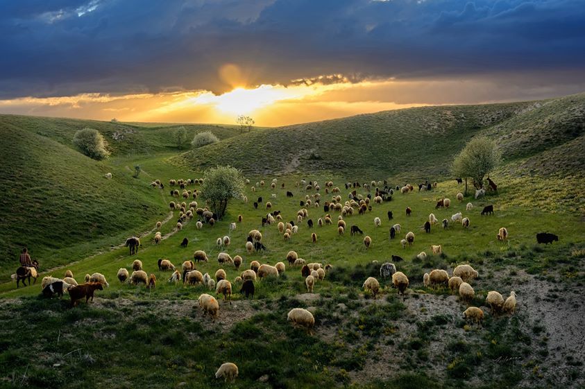 Biser les moutons