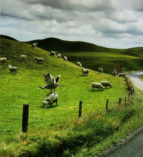 Bisser les moutons
