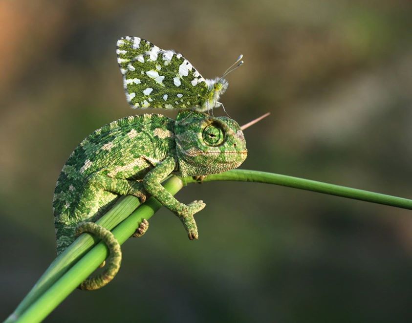 Madame Caméléon et Monsieur Papillon