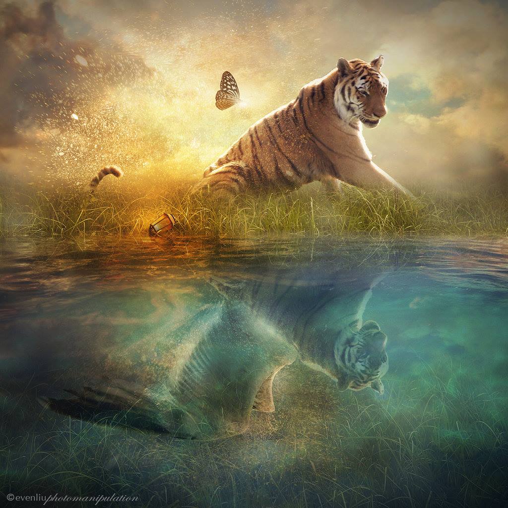 Tigresse et papillon