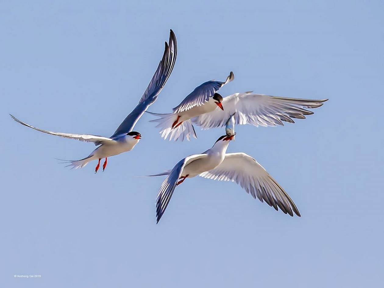Ménage à trois