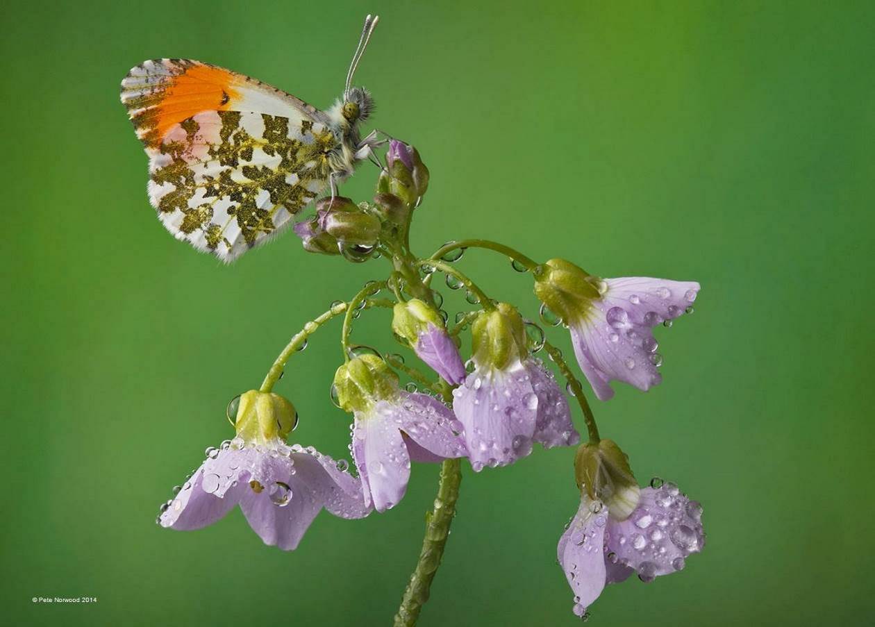 Le papillon fait sa toilette