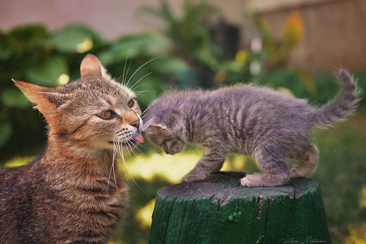 Chat va
