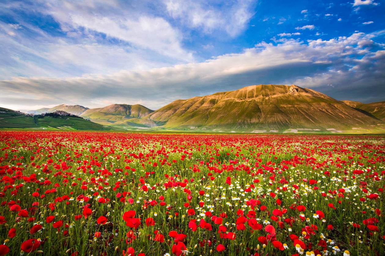 Les coquelicots d’automne