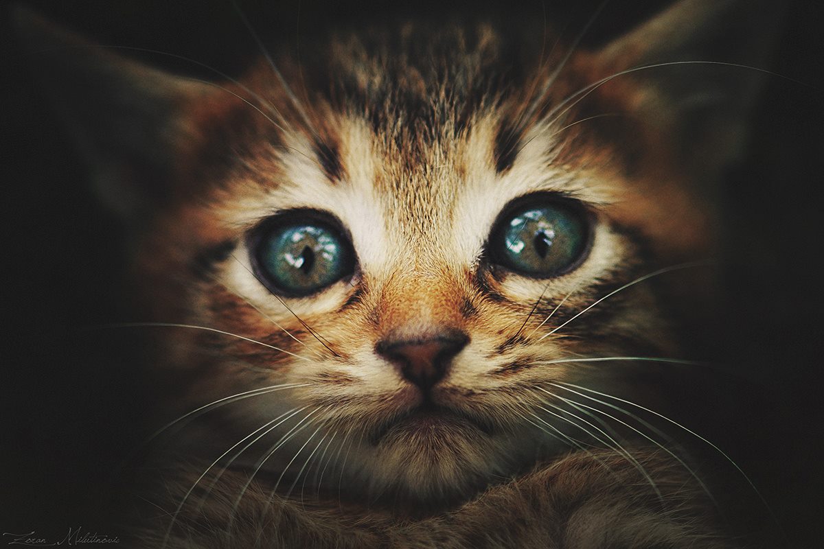 Qui fait peur à minet ?