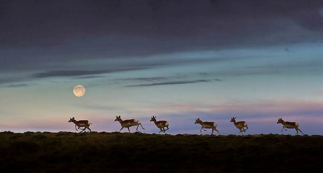 Compter les gazelles