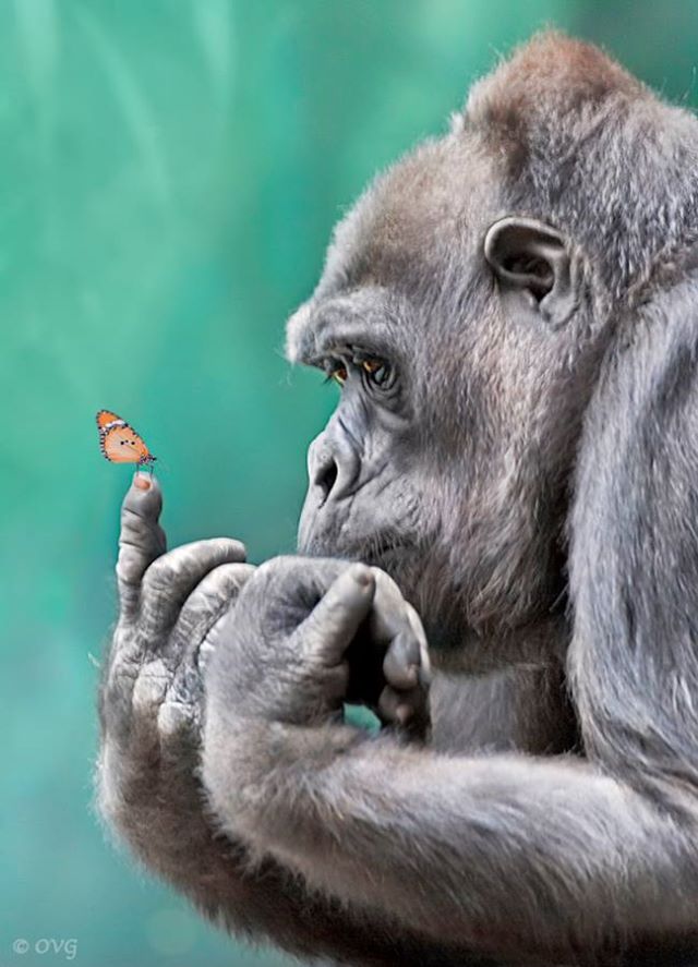 La guenon et le papillon