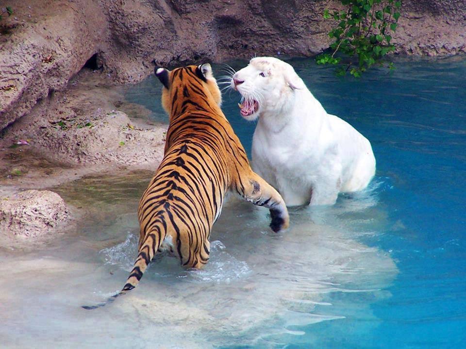 Tigres de joie et de tristesse