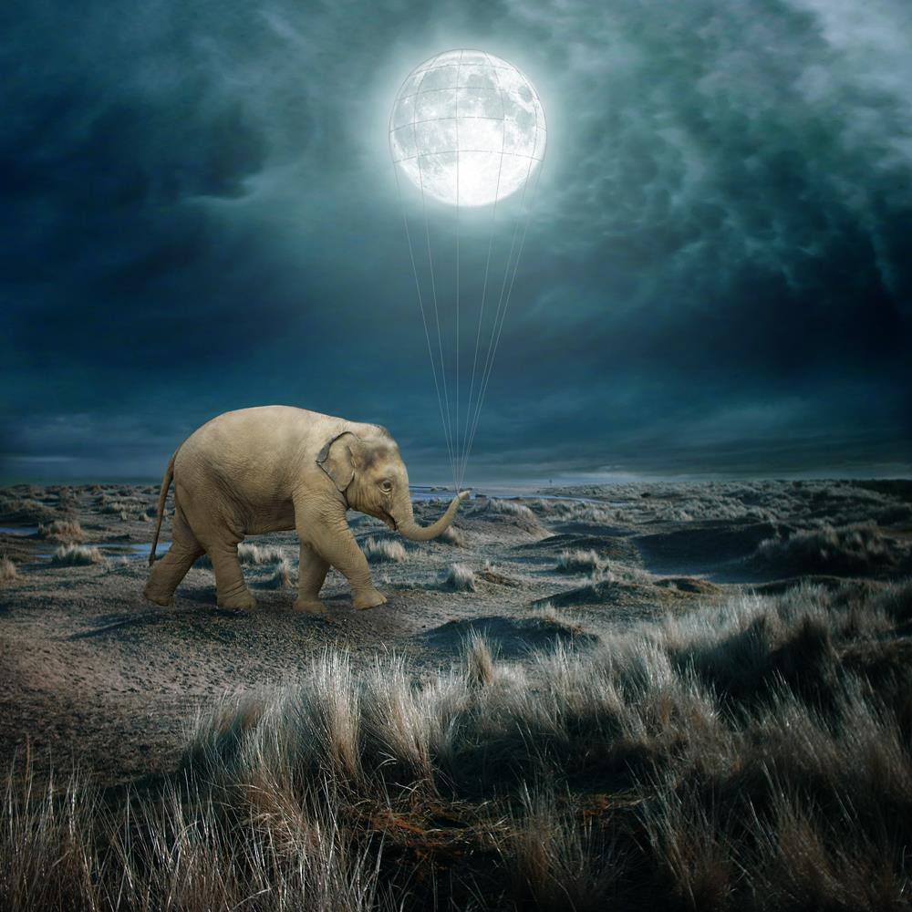 Une mémoire d’éléphant