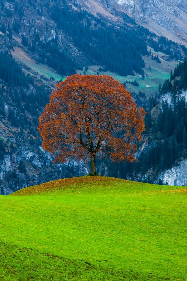 Lorsque l’arbre rougit