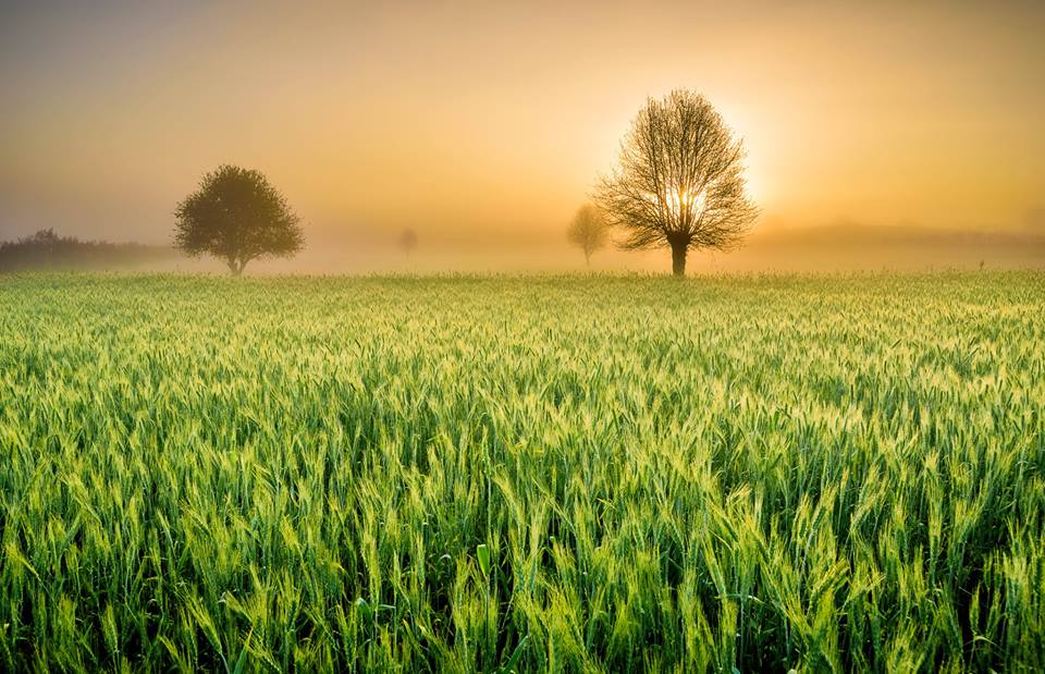 La campagne flamboyante